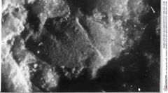 Historisches Foto von Decapoda indet. (lobster) (NHMW-AFW-GEO-BACHMAYER-FOTO-1990-0041-2106)